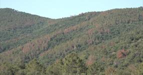 pins afectats muntanyes de prades
