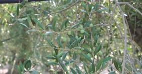 olivera